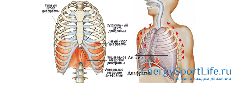 Анатомия грудных мышц: строение, функции, упражнения для развития грудных мышц