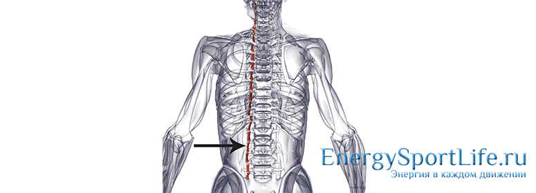 Анатомия мышц спины: строения, функции, упражнения для развития мышц спины