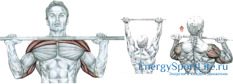 Мышцы плечевого пояса: строение, функции, упражнения для развития плечевого пояса