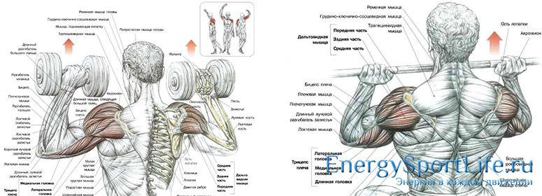 Мышцы плечевого пояса: строение, функции, упражнения для развития плечевого пояса