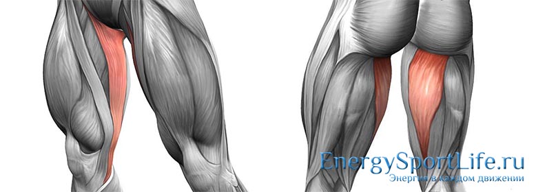 Анатомия мышц ног: строение, функции, упражнения для развития мышц ног