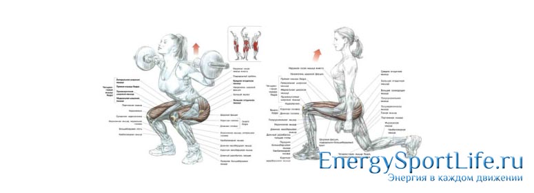 Анатомия мышц ног: строение, функции, упражнения для развития мышц ног