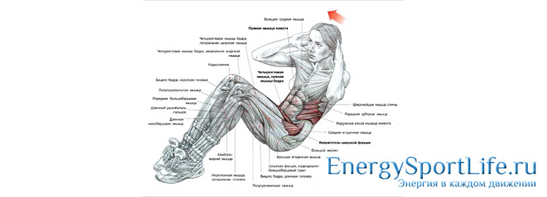 Анатомия мышц живота: строение, функции, упражнения для развития мышц живота