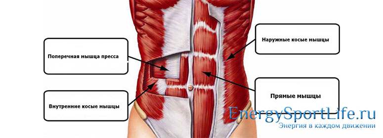 Анатомия мышц живота: строение, функции, упражнения для развития мышц живота