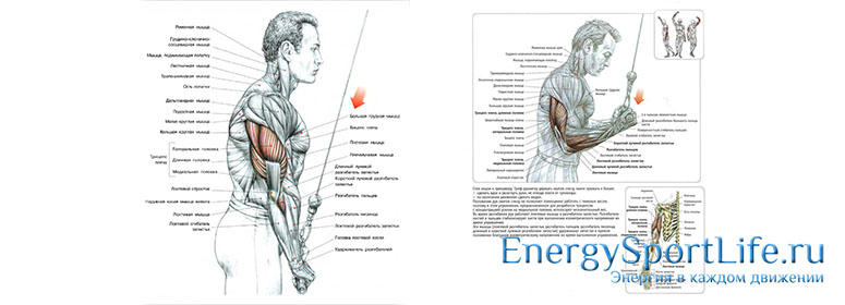 Анатомия мышц рук: строение, функции, упражнения для развития мышц рук