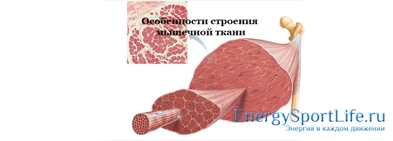 Особенности строения мышечной ткани
