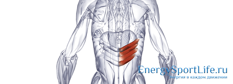 Мышцы спины анатомия кратко thumbnail