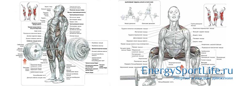 Анатомия упражнений для мышц ног thumbnail