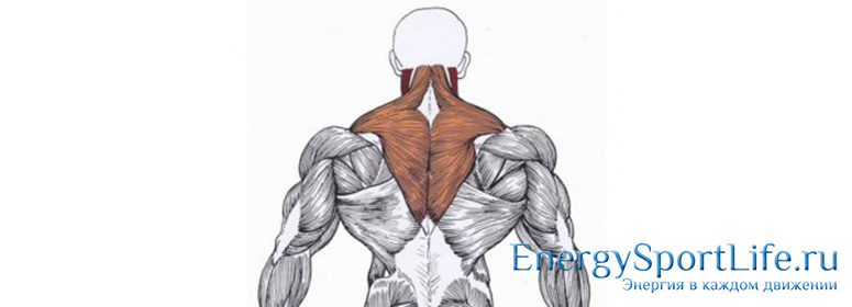 Мышцы спины и их физиология thumbnail