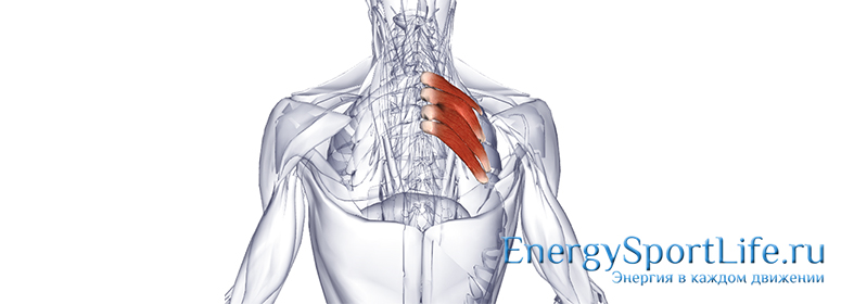 Основные мышцы спины и шеи thumbnail
