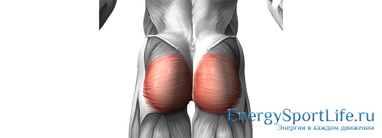 Анатомия мышц ног упражнения thumbnail
