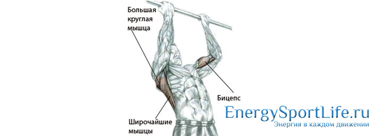 С какой силой натянута мышца бицепс