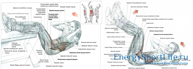 Анатомия мышц туловища: строение, функции, упражнения для развития мышц туловища